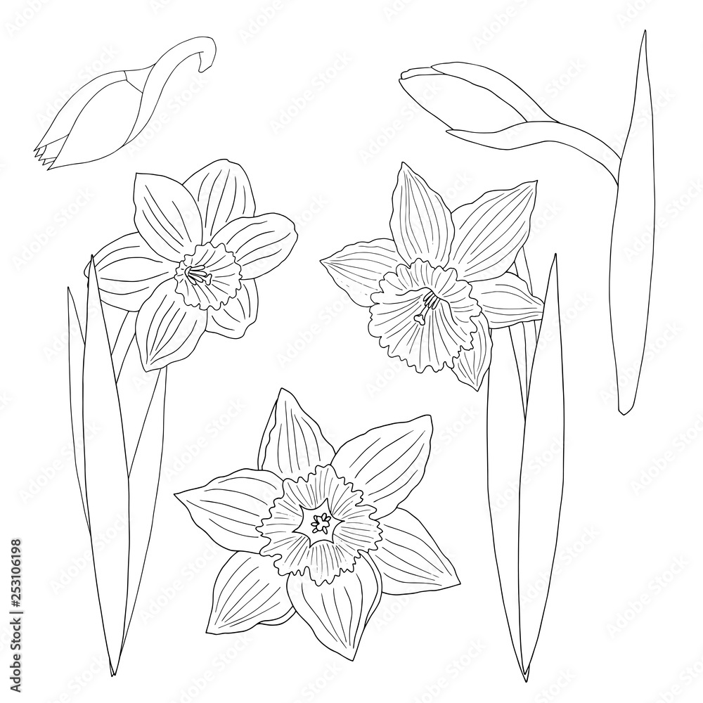 Doodle coloring with daffodils Doodle coloring with daffodils