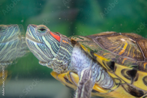 Red-eared freshwater turtle in the aquarium, waving his foot under water 2