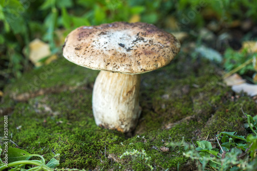 Single edible Boletus edulis mushroom closeup