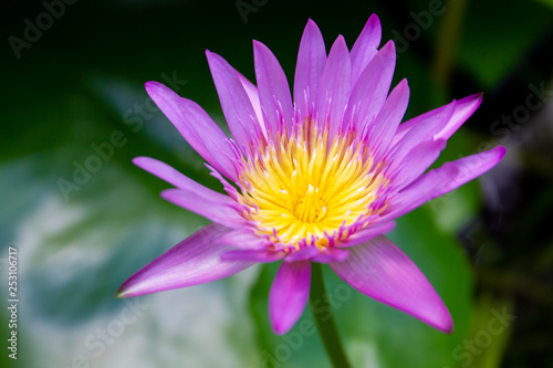 Beautiful big lotus flower in lake close up.