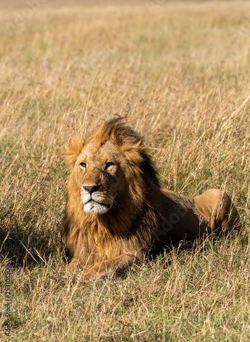 A male lion sitting relaxedly in the plains of Africa inside Masai Mara National Park during a wildlife safari