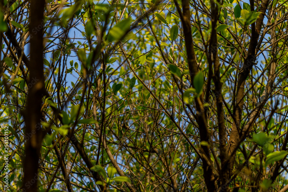 Fototapeta premium Background of nature