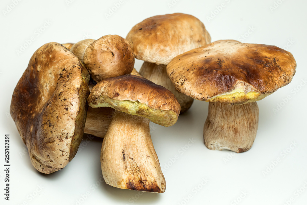 White mushroom lat. Boletus edulis isolated on white background White mushroom lat. Boletus edulis isolated on white background