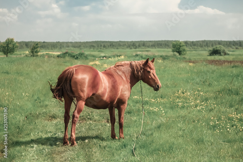 chestnut arabian horse stallion runs gallop on the meadow