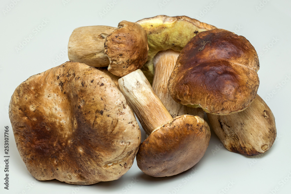 White mushroom lat. Boletus edulis isolated on white background White mushroom lat. Boletus edulis isolated on white background