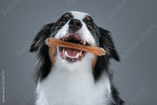 Close up portrait of cute young Australian Shepherd dog with chew bone on gray background. Beautiful adult Aussie with pet accessories for eat.