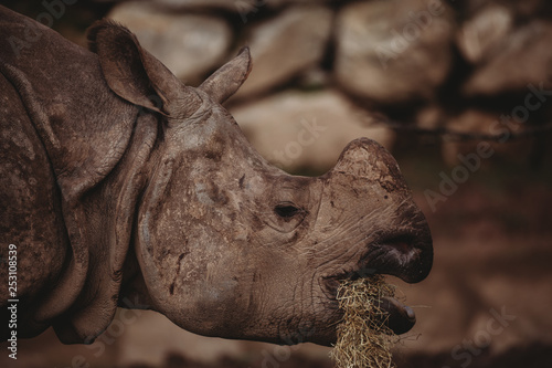 Indian Rhino