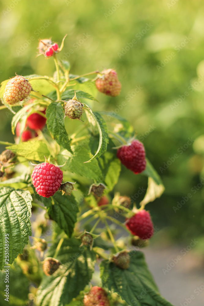 branch of ripe raspberries in a garden branch of ripe raspberries in a garden