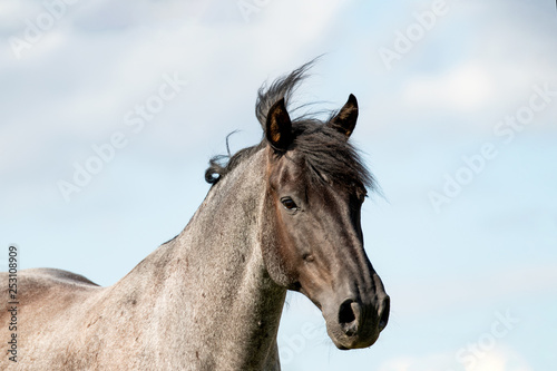 Pferd  Equus 