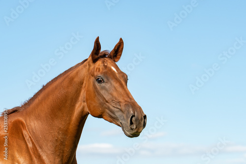 Pferd (Equus) © gebut