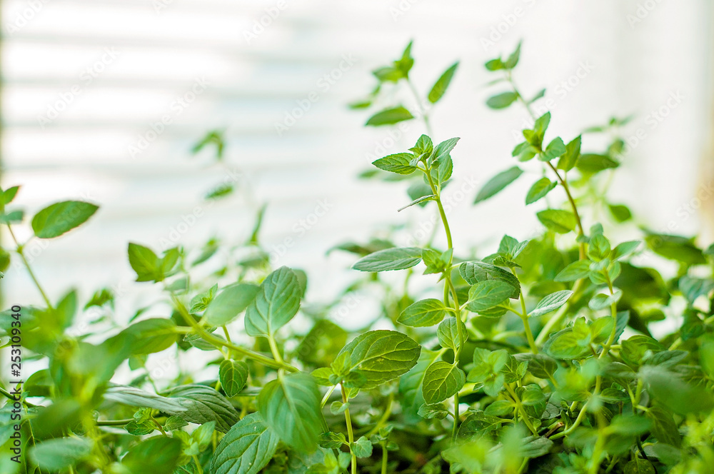 A young green peppermint herbal plant near window indoors on a sunny day A young green peppermint herbal plant near window indoors on a sunny day