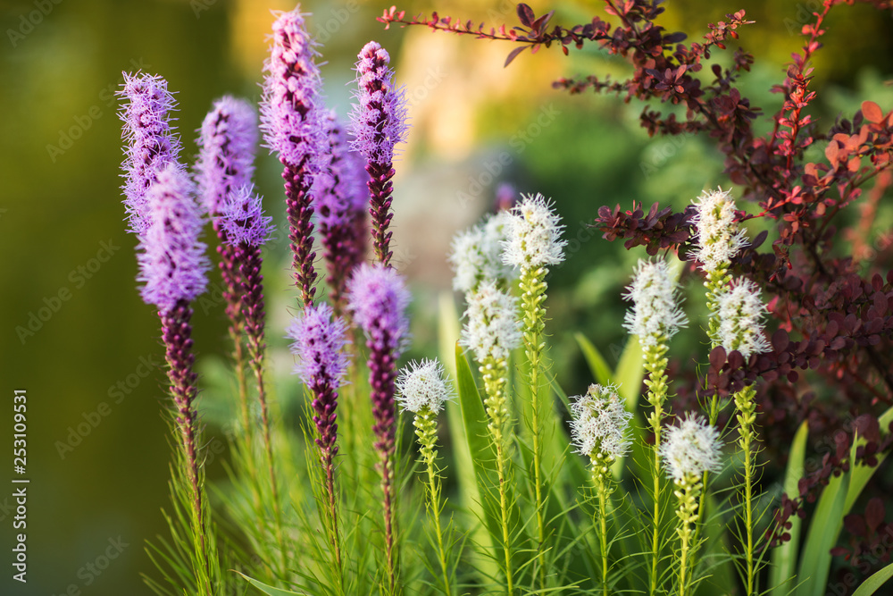 Obraz premium Liatris Spicata Kobold Flowers in Copenhagen