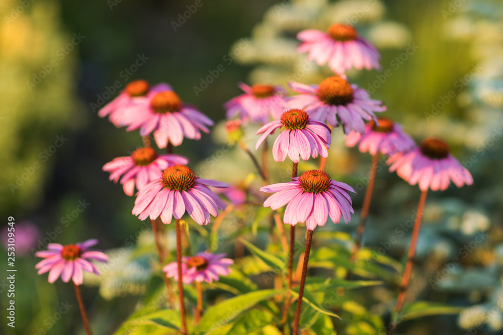 Pink Echinacea Flowers. Close up of pink Echinacea flowers Pink Echinacea Flowers. Close up of pink Echinacea flowers