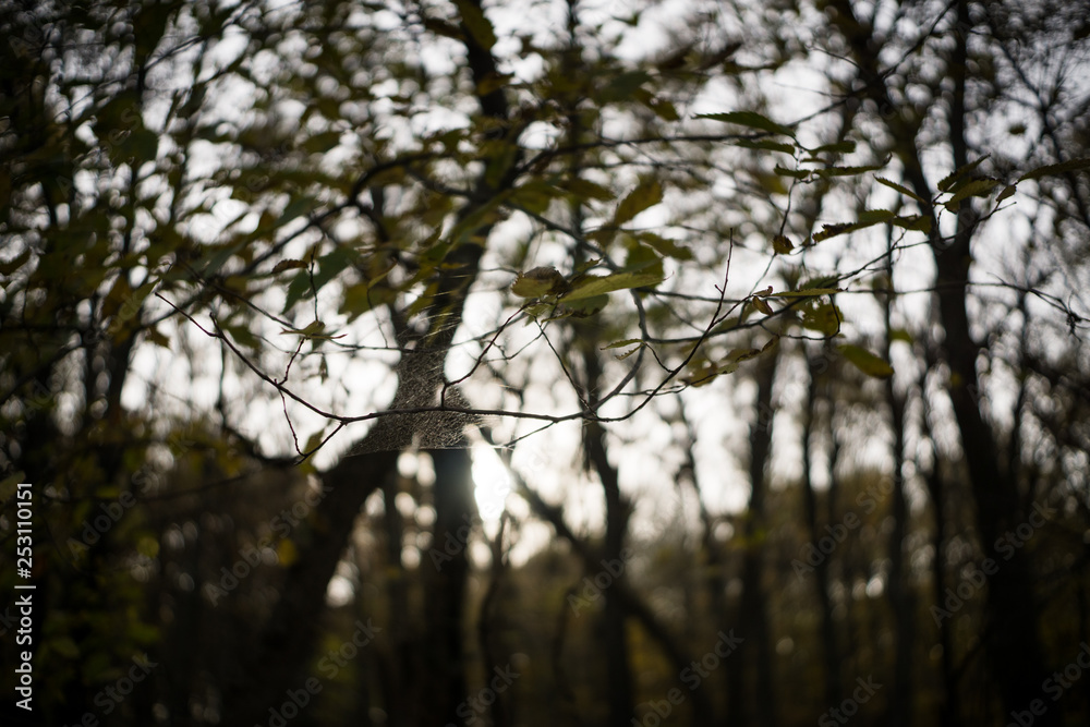 A Spider Web is Suspended Between Two Trees in Jester Park, Iowa