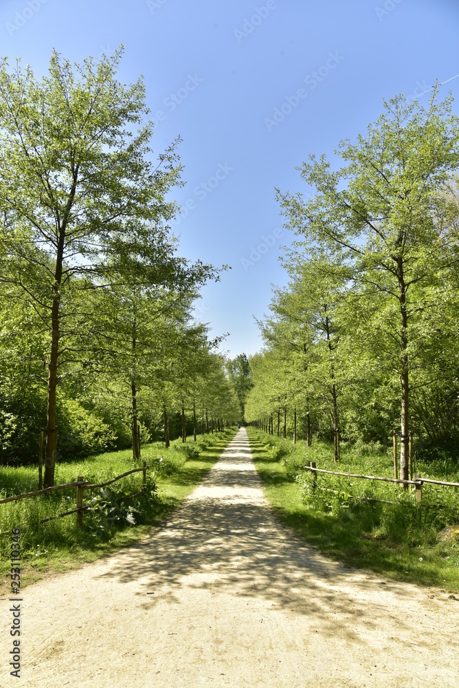Chemin rectiligne entre deux rangées d'arbres jeunes au domaine provincial de Rivierenhof à Anvers