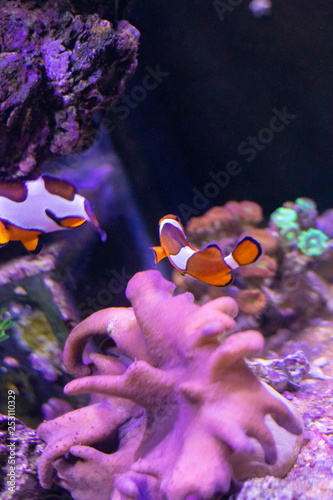 Peixes no aquário com corais