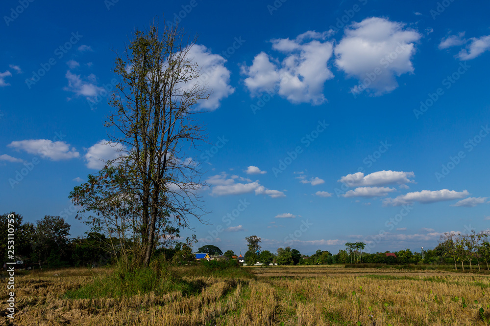 Rice field