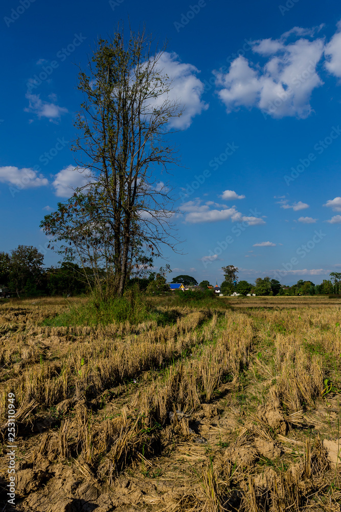 Rice field