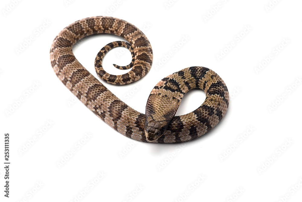 False water cobra isolated on white background False water cobra isolated on white background