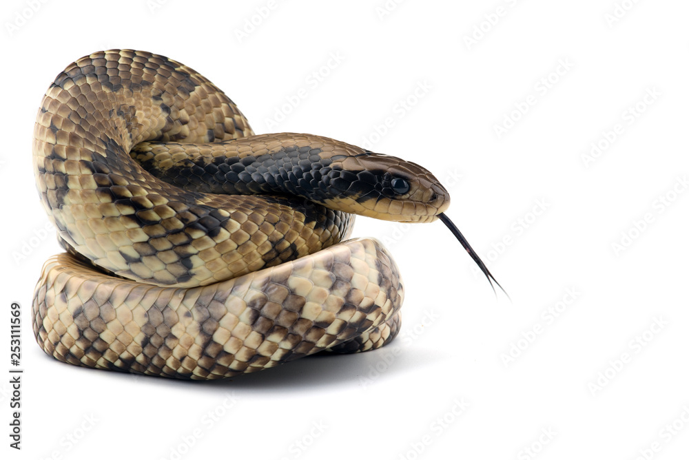 Fototapeta premium False water cobra isolated on white background