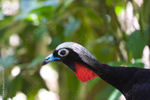 uccello fotografato in brasile photo