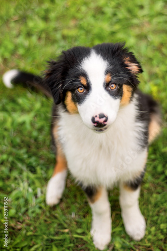 Happy Aussie on meadow with green grass in summer or spring. Beautiful Australian shepherd puppy 3 months old - portrait close-up. Cute dog enjoy playing at park outdoors. © DenisNata