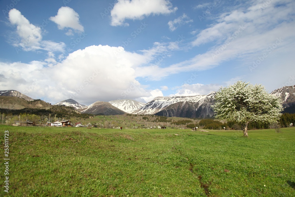 Fototapeta premium green village views. savsat/artvin/turkey