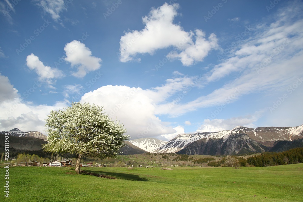 Naklejka premium green village views. savsat/artvin/turkey