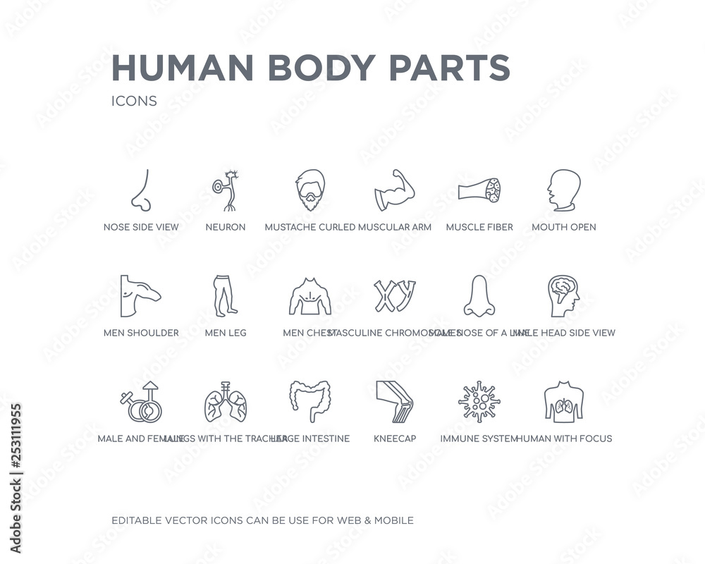 simple set of human body parts vector line icons. contains such icons as human with focus on the lungs, immune system, kneecap, large intestine, lungs with the trachea, male and female gender, male