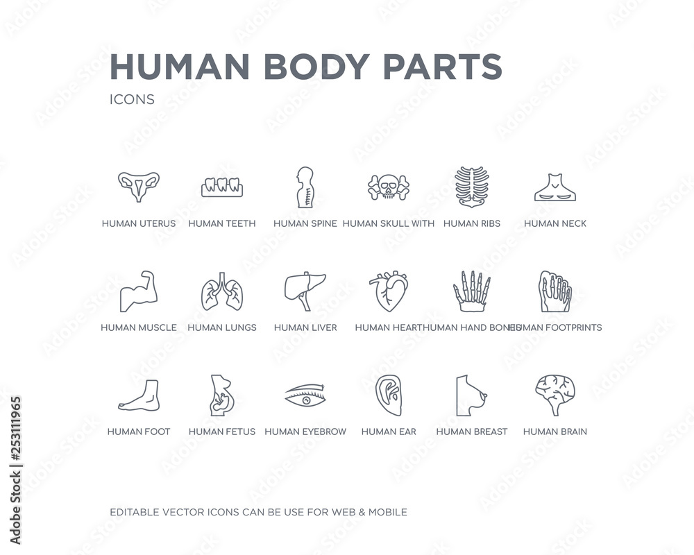 simple set of human body parts vector line icons. contains such icons as human brain, human breast, ear, eyebrow, fetus, foot, footprints, hand bones, heart and more. editable pixel perfect.