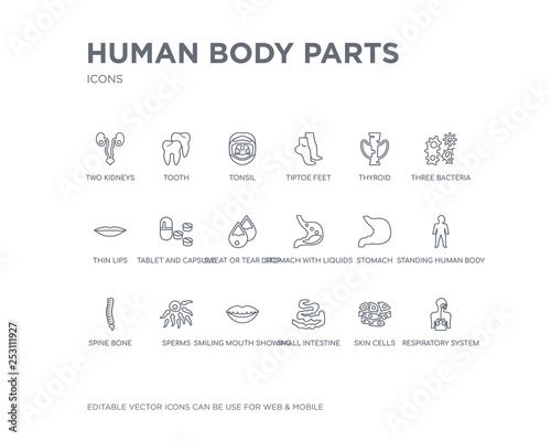 simple set of human body parts vector line icons. contains such icons as respiratory system, skin cells, small intestine, smiling mouth showing teeth, sperms, spine bone, standing human body,
