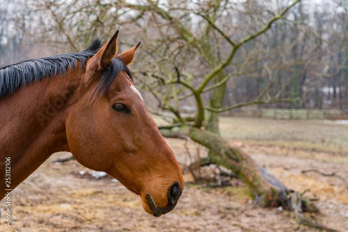 Horse on a farm © James