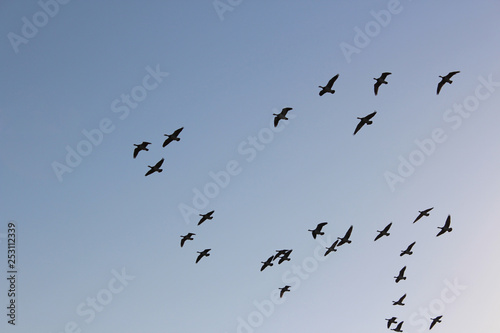 flock of birds on blue sky