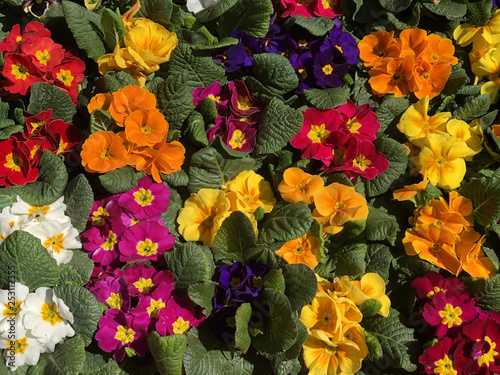 Colorful flowers/violas in the garden. Viola background. Floral background. yellow, red, violet, orange, red, blue flowers © Kate