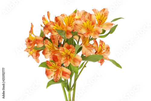 Bunch of alstroemeria flowers