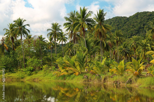 Coconut palms on Koh Chang island in Thailand © Harmony Video Pro