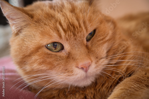Adorable red cat. Selective focus. © Vladimir Arndt