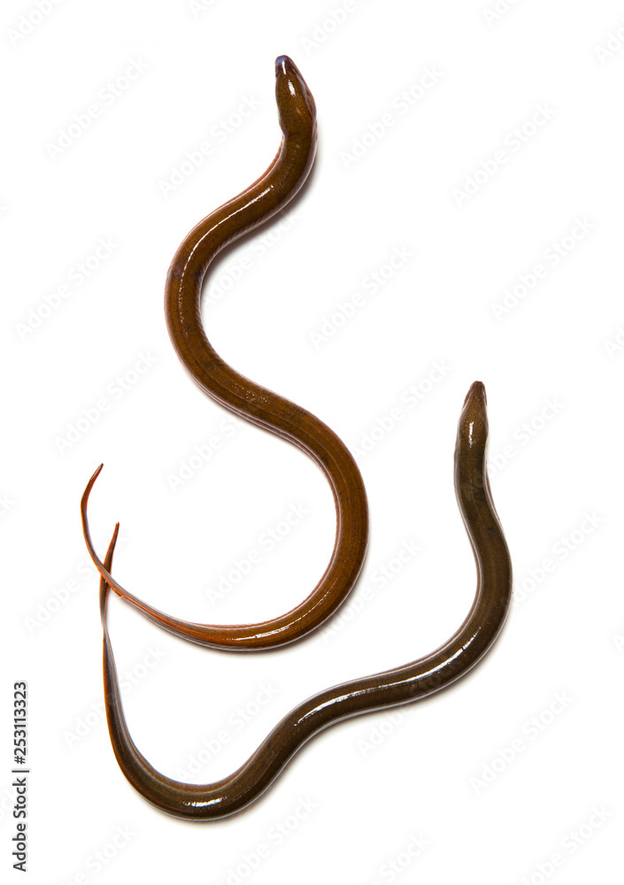 eel isolated on white background eel isolated on white background