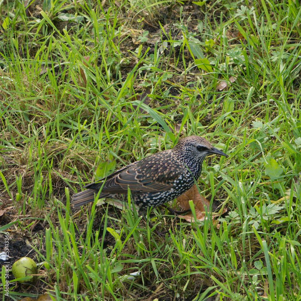 young mavis on a background of grass and fallen apples young mavis on a background of grass and fallen apples