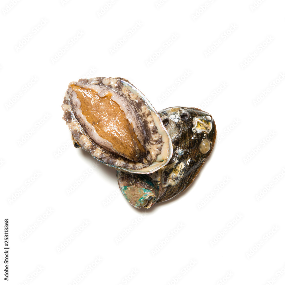abalone isolated on white background abalone isolated on white background