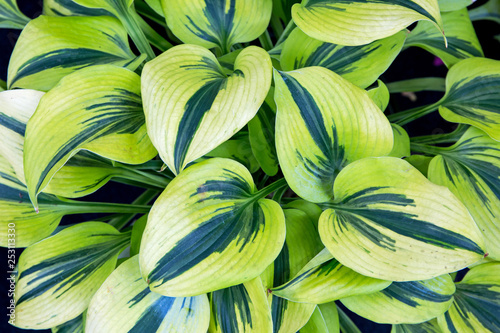 Variegated Hosta Plant