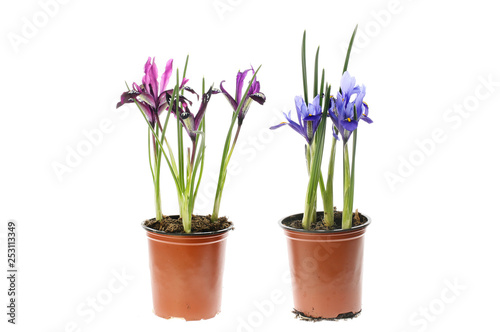 Iris plants in pots