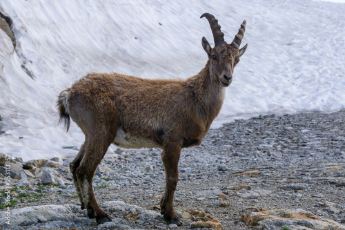 Alpine ibex (capra ibex) in the natural environment.