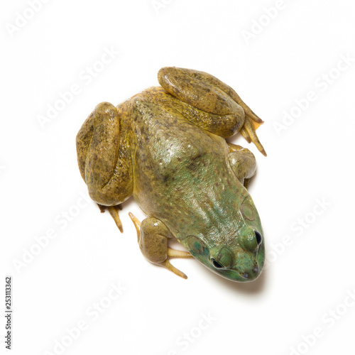 frog isolated on white background.