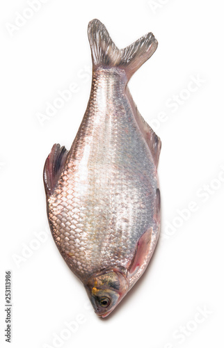 Tilapia mossambica fish isolated on white background photo