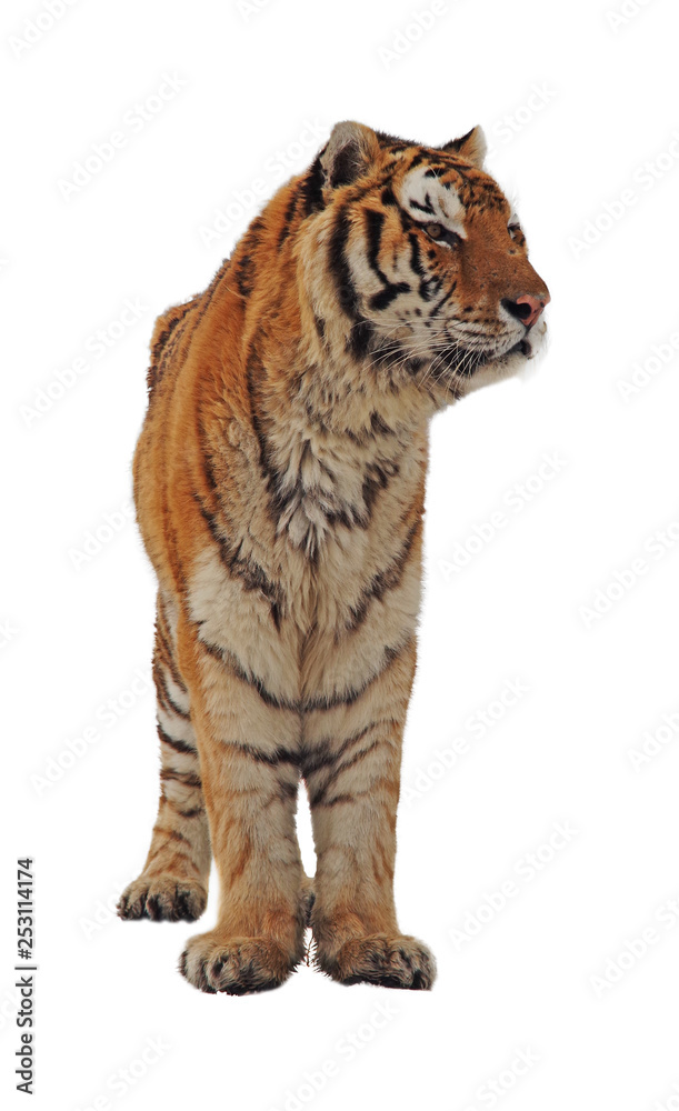 Fototapeta premium Wild animal with stripy coat