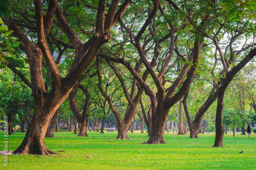 trees in the park with green grass and sunlight, fresh green nature background at out door in city for relax area good breath healthy. green environment garden ozone oxygen save world.