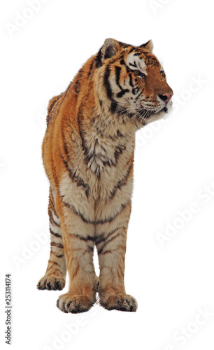 Wild animal with stripy coat © savcoco