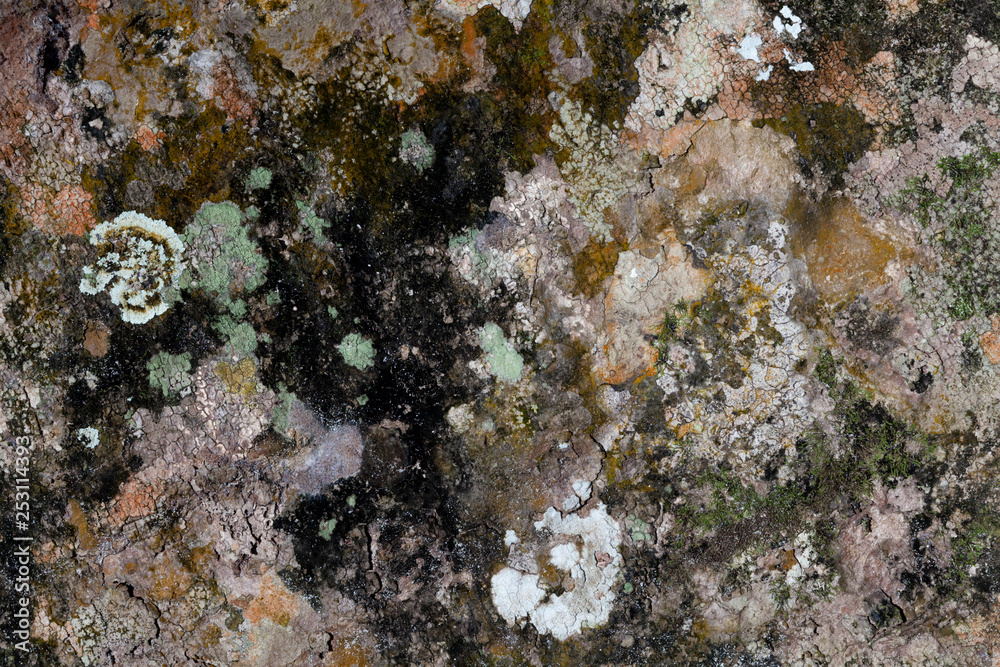 Embossed texture of the brown bark of a tree with green moss and lichen on it Embossed texture of the brown bark of a tree with green moss and lichen on it