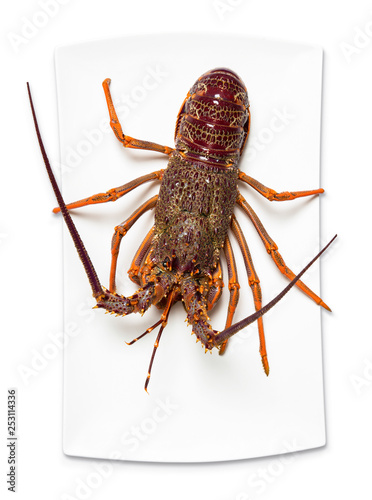 Australian lobster isolated on white background